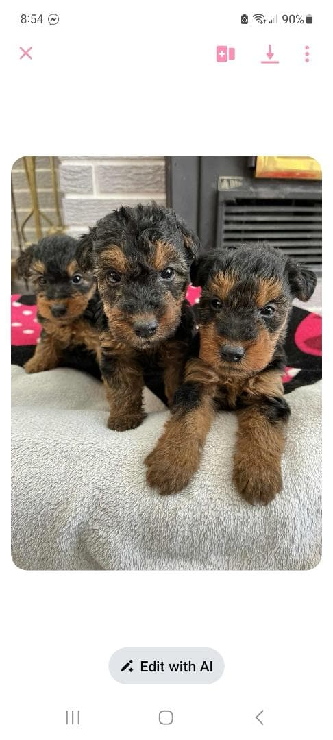 Three Welsh Terrier puppies from Élevage Molina