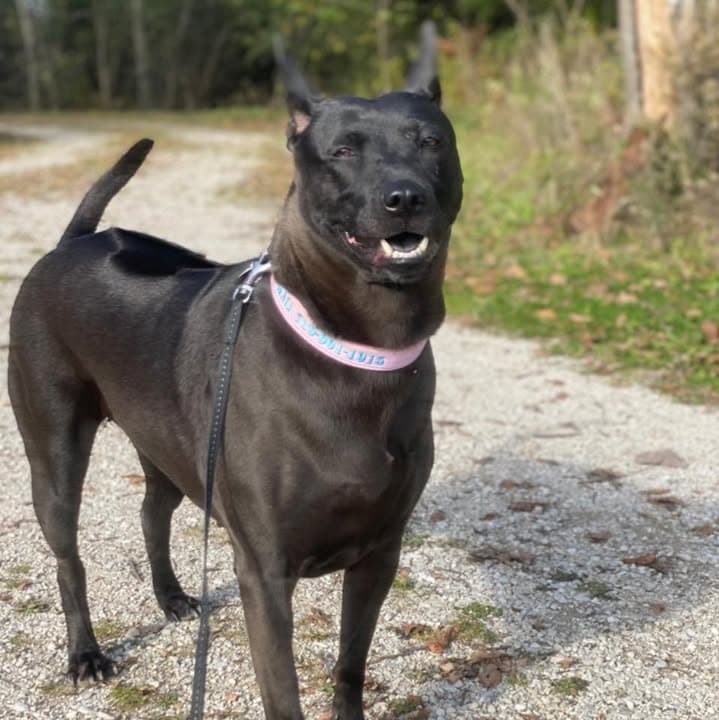 Thai Ridgeback dog from KanRidge Thais kennel in Ontario, Canada