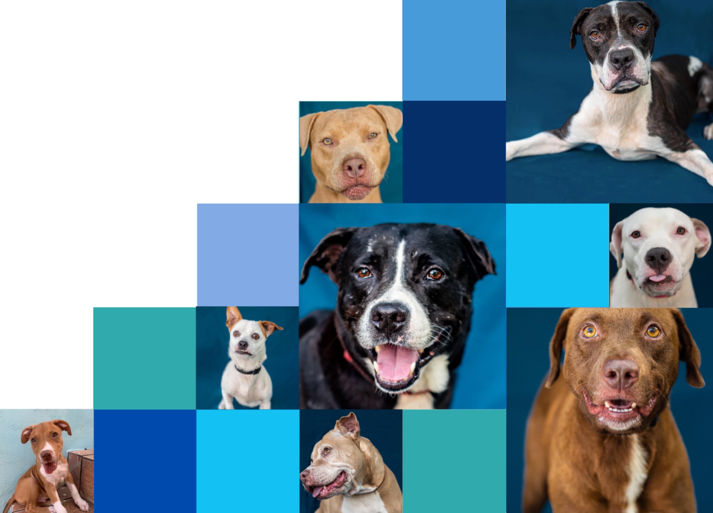 Paradise Rescue Puerto Rico Sato rescue partner