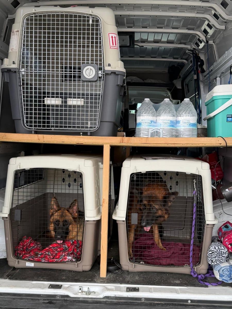 Interior of the Paws Across America transport van, with airline crates secured on built-in plywood shelving, two German Shepherds resting on blankets, and bottled water stowed alongside
