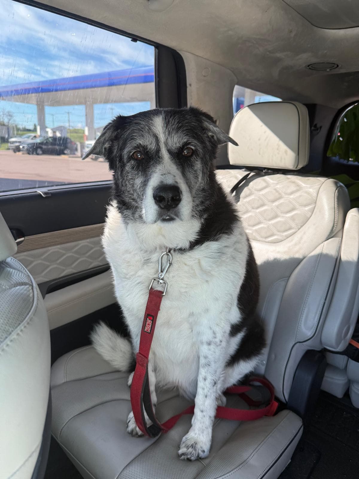 Marlie, a black and white dog, sitting on the back seat of the transport van